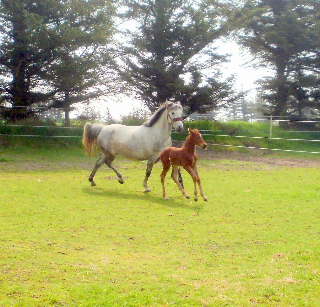 DSP Teardrops Zatino <3 billede 9