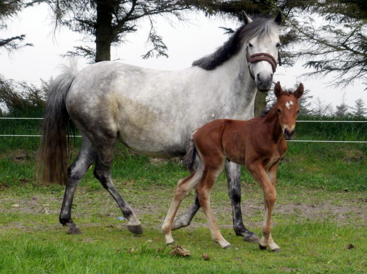 DSP Teardrops Zatino <3 billede 10