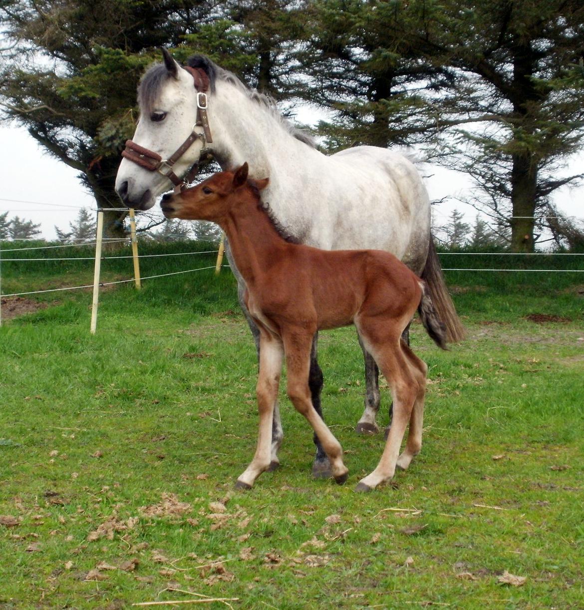 DSP Teardrops Zatino <3 billede 11