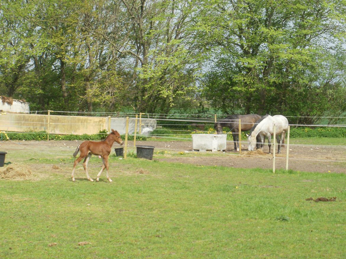 DSP Teardrops Zatino <3 billede 12