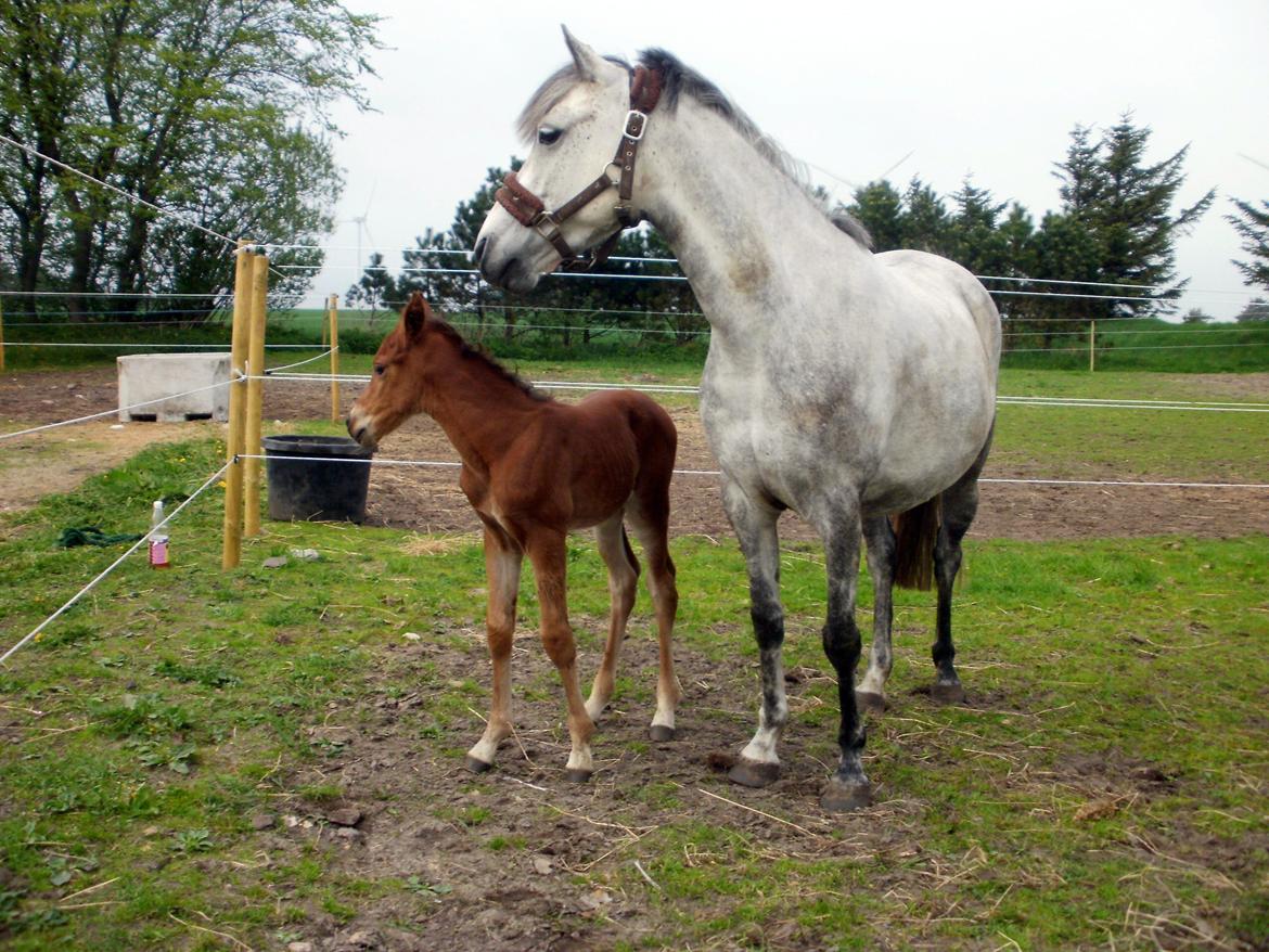 DSP Teardrops Zatino <3 billede 13