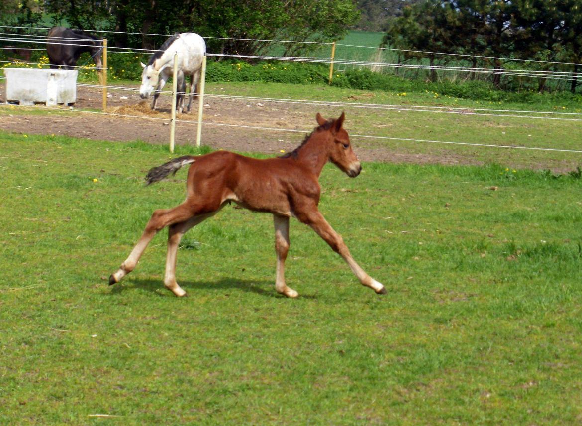 DSP Teardrops Zatino <3 billede 14