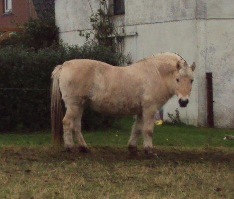 Fjordhest Flicka - En glad hygge pige billede 6