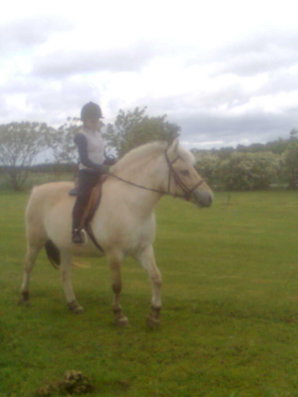 Fjordhest Flicka - Lidt frisk og klar på ting og sager billede 7