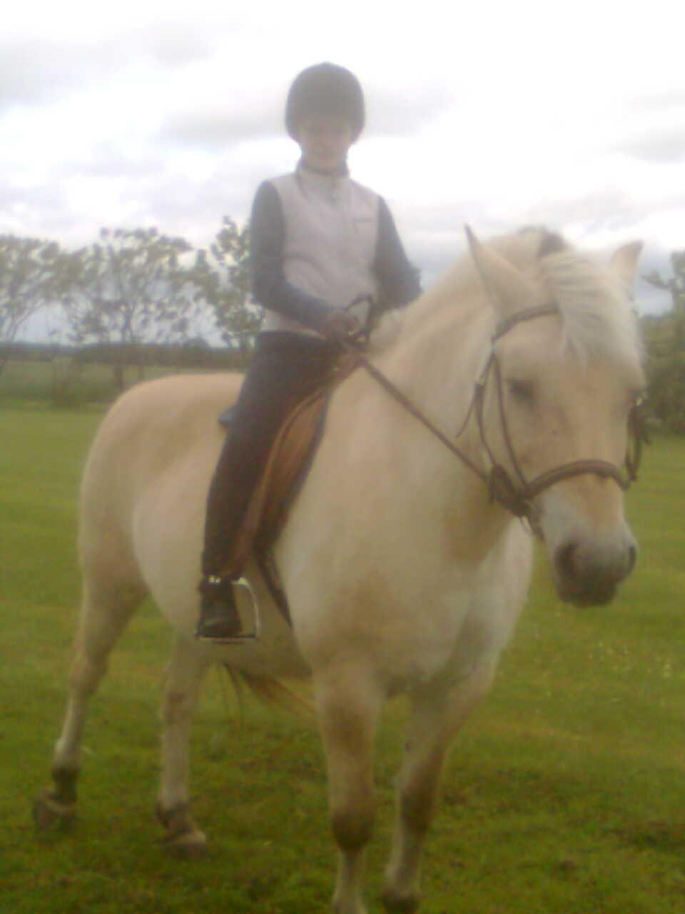 Fjordhest Flicka - Lidt træt efter en god ride time  billede 8