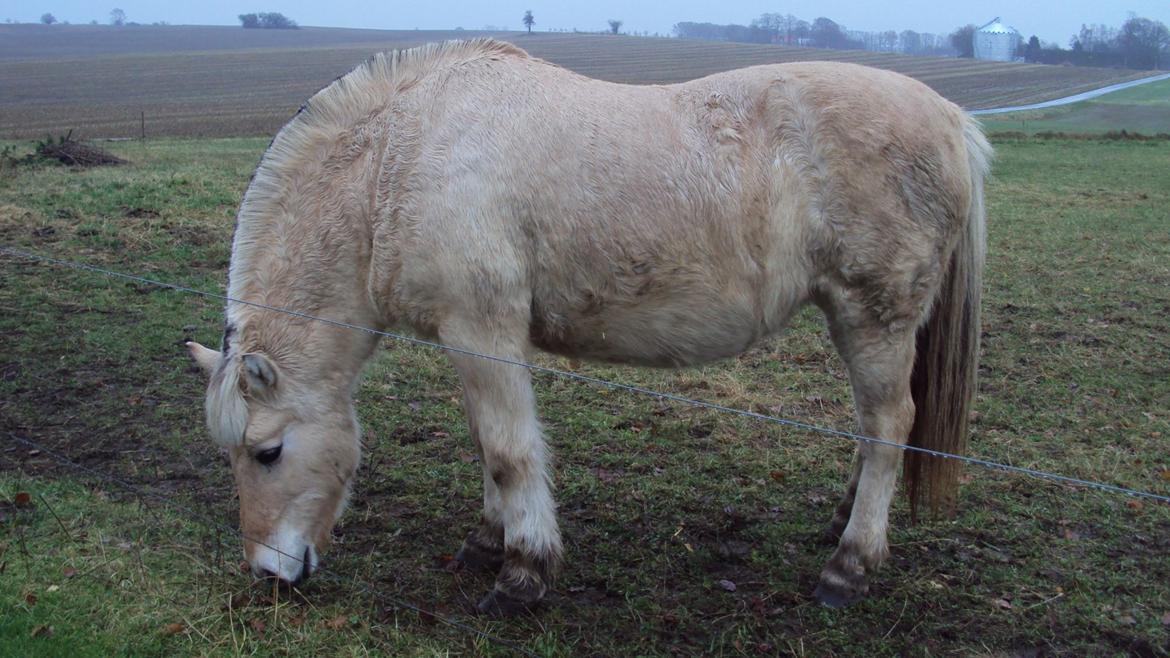 Fjordhest Flicka - Dejlige tøz billede 9
