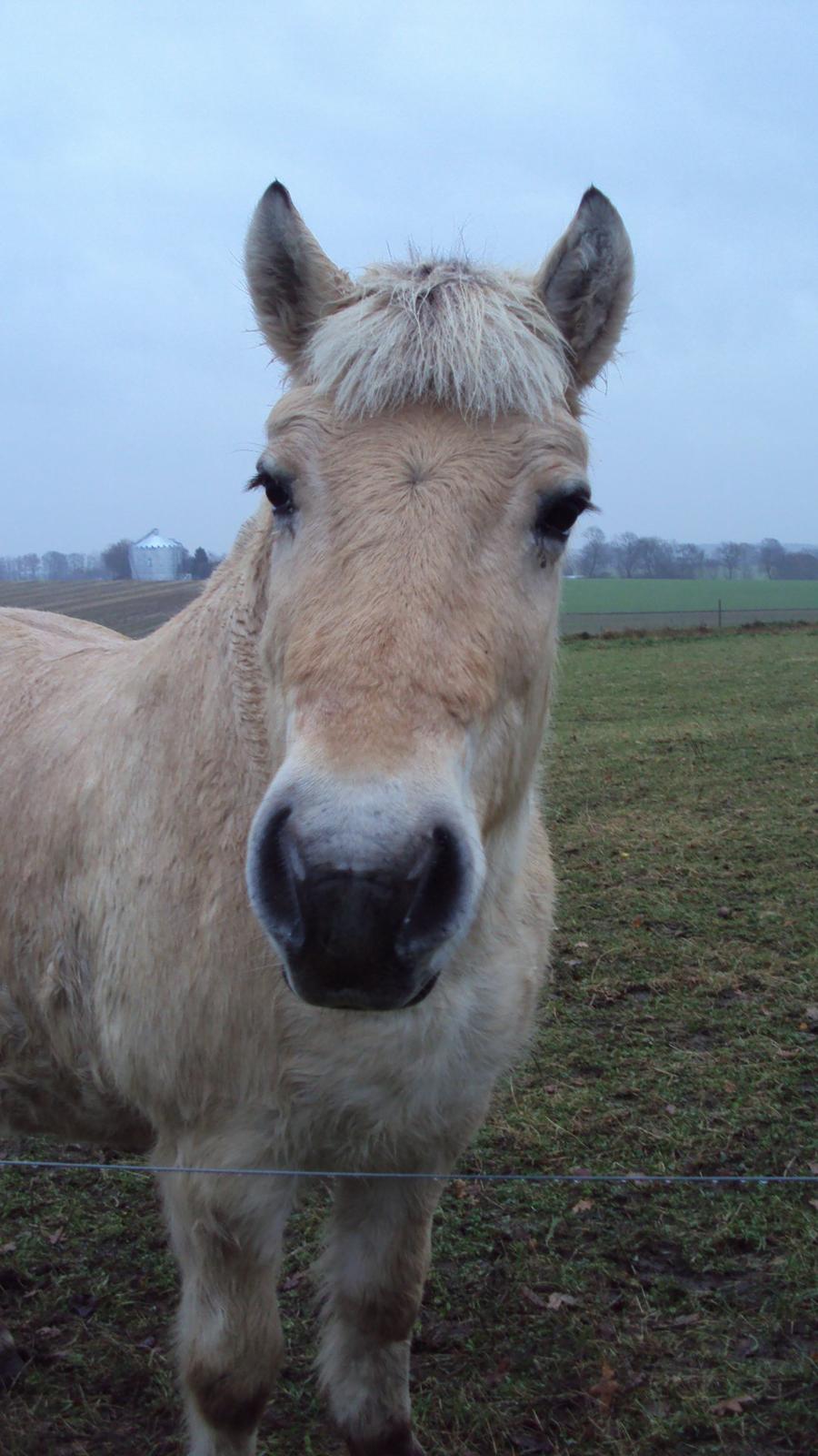 Fjordhest Flicka - Så sød at se på synes jeg billede 5