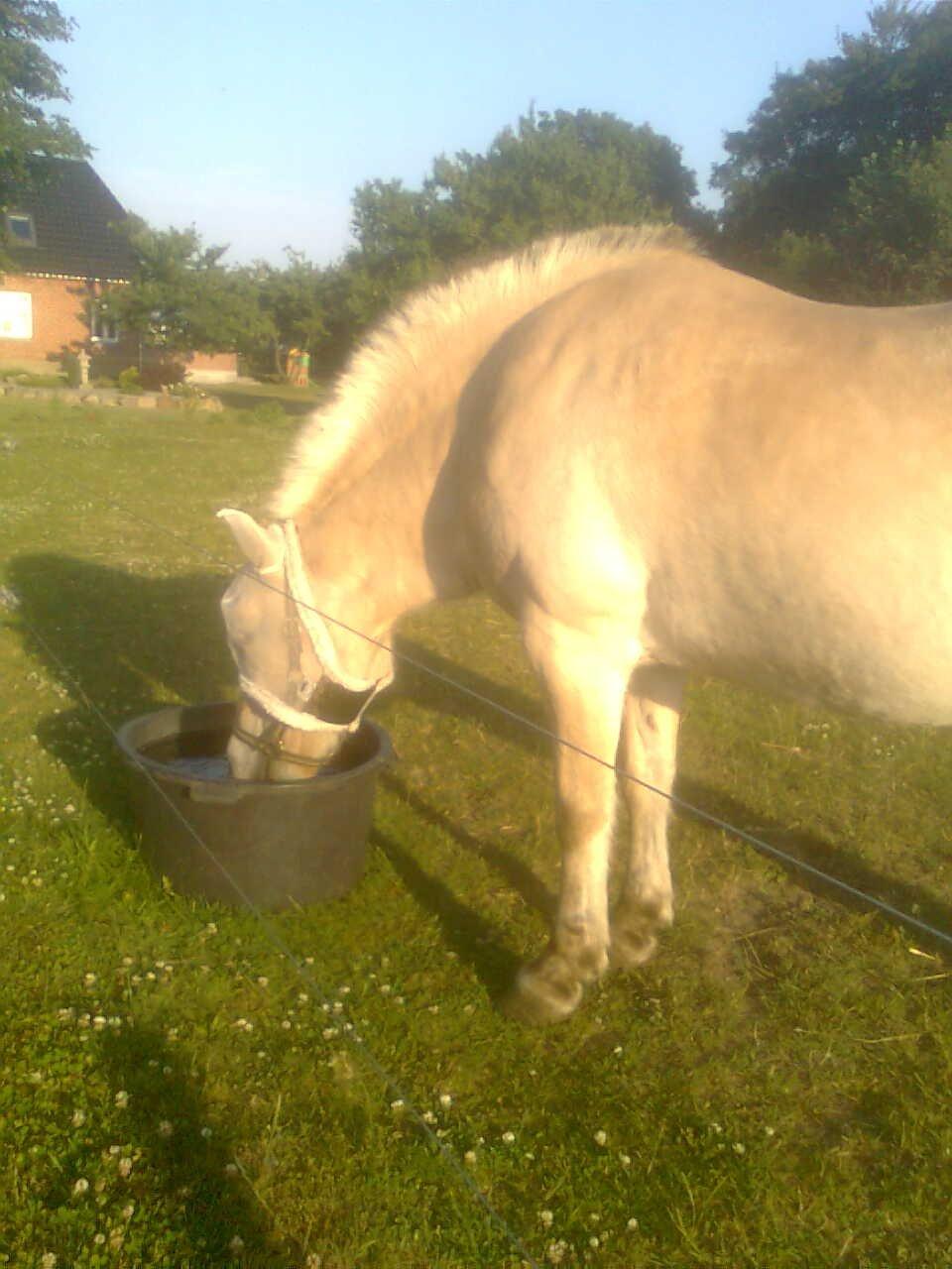 Fjordhest Flicka - En tørstig pige billede 10