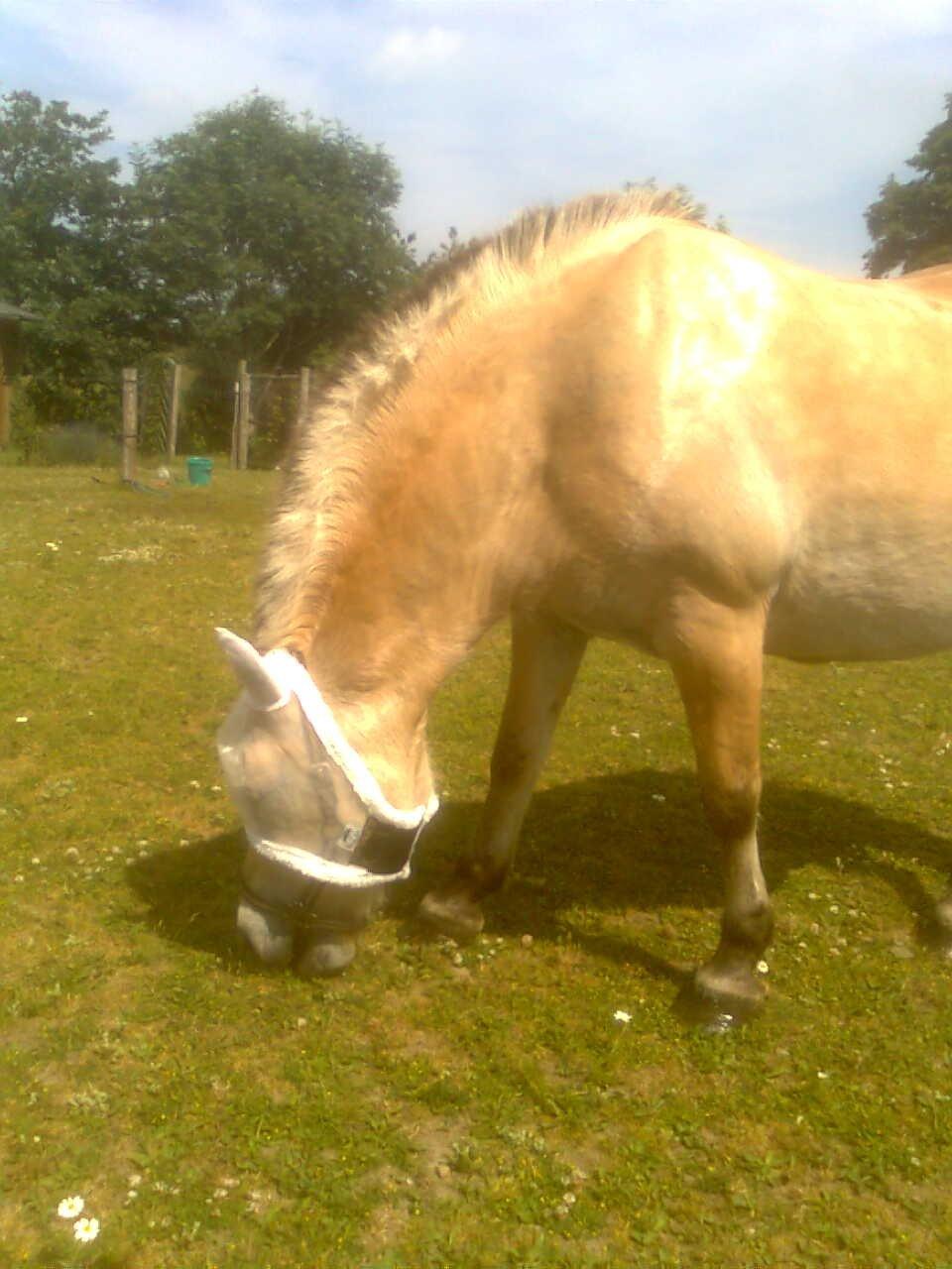 Fjordhest Flicka - Igen en hygelig pige der hygger sig efter en lille ridetur billede 11