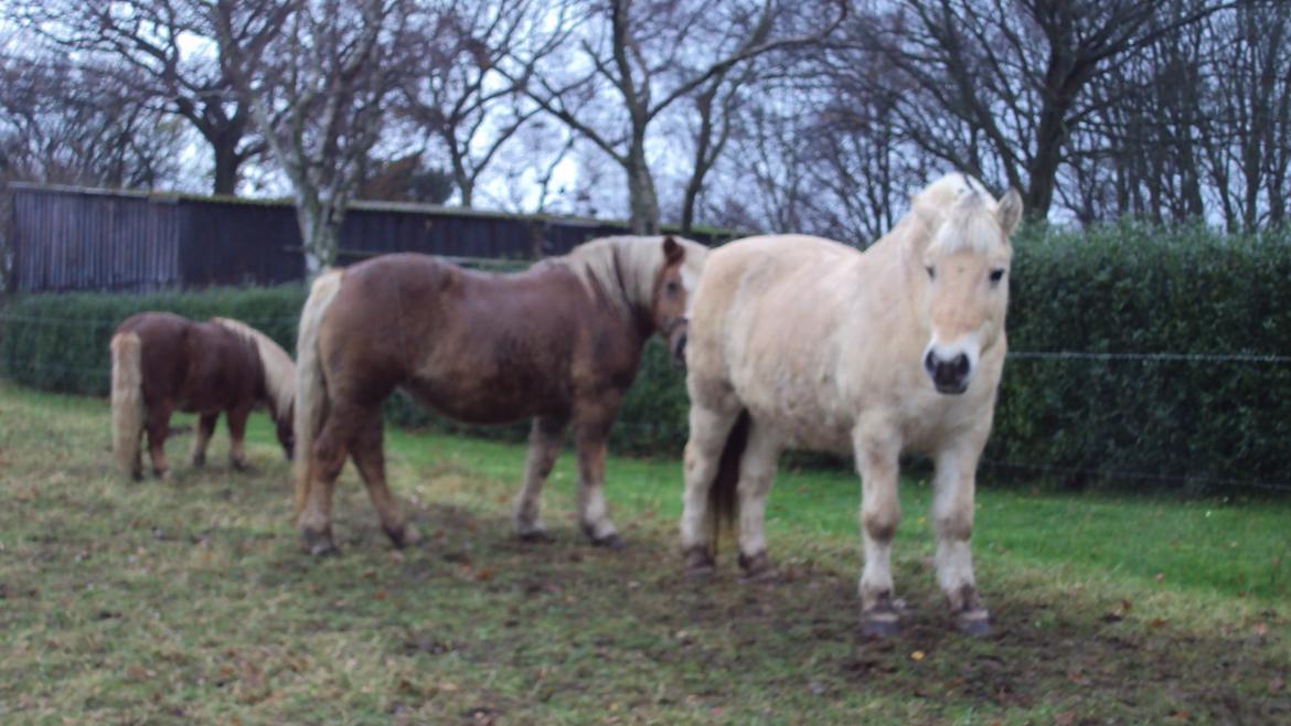 Fjordhest Flicka - En stolt førehoppe hygger sig med sin lille flok (Donna og Bjarke) billede 12