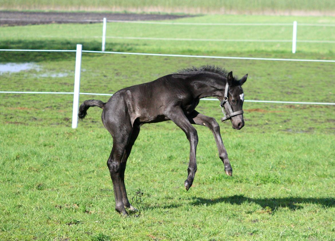 Trakehner Japix Pride K3 billede 2