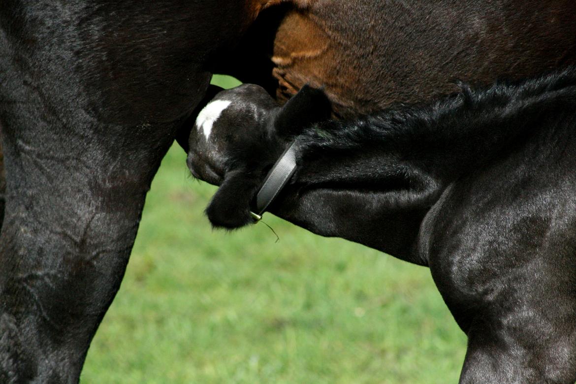 Trakehner Japix Pride K3 billede 6