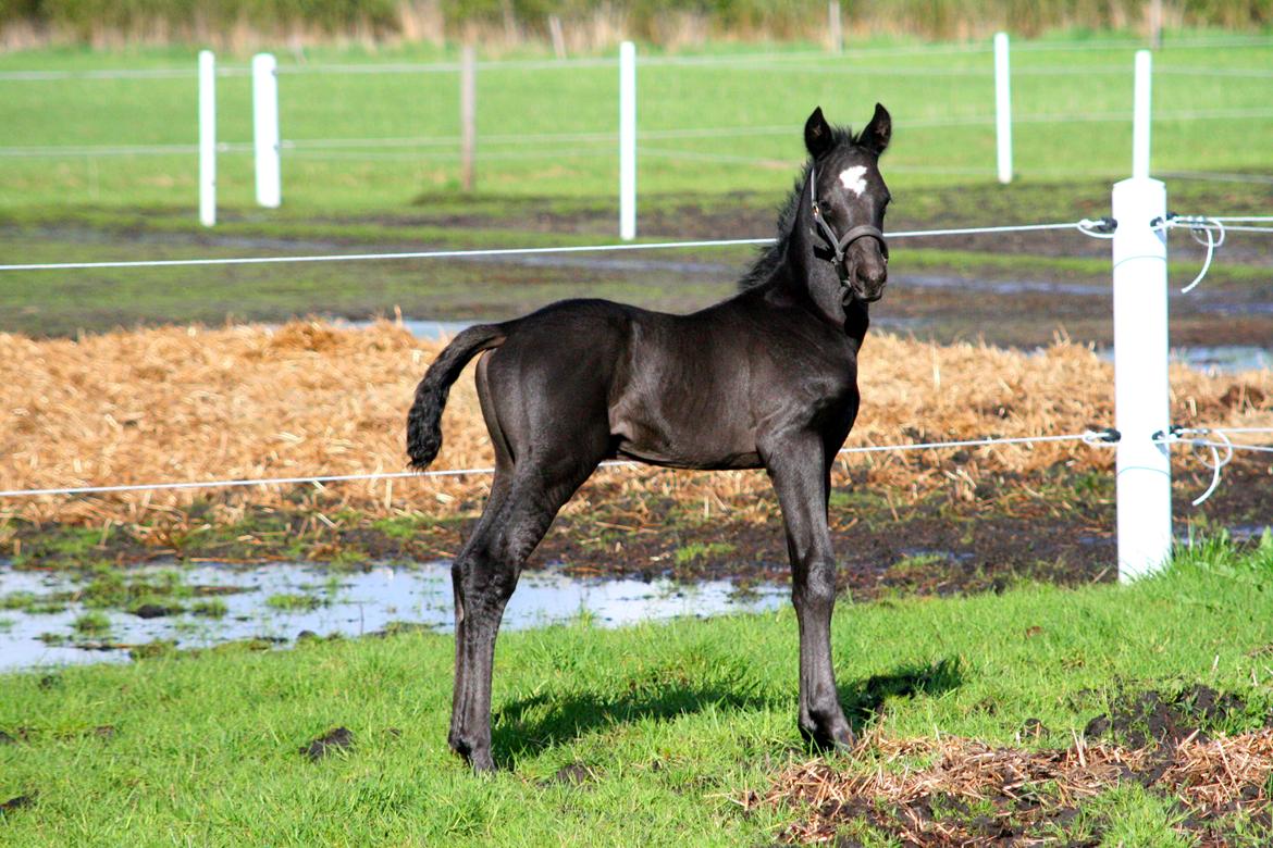 Trakehner Japix Pride K3 billede 1