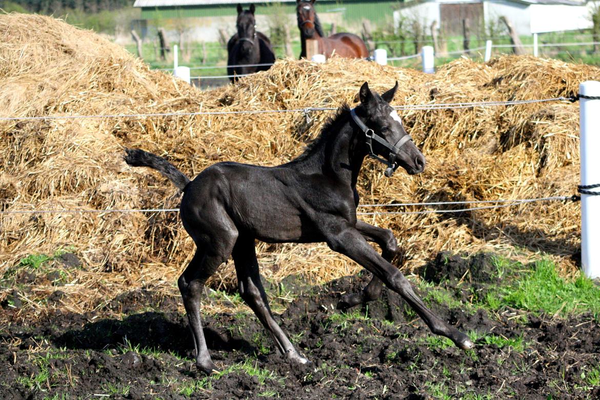 Trakehner Japix Pride K3 billede 7