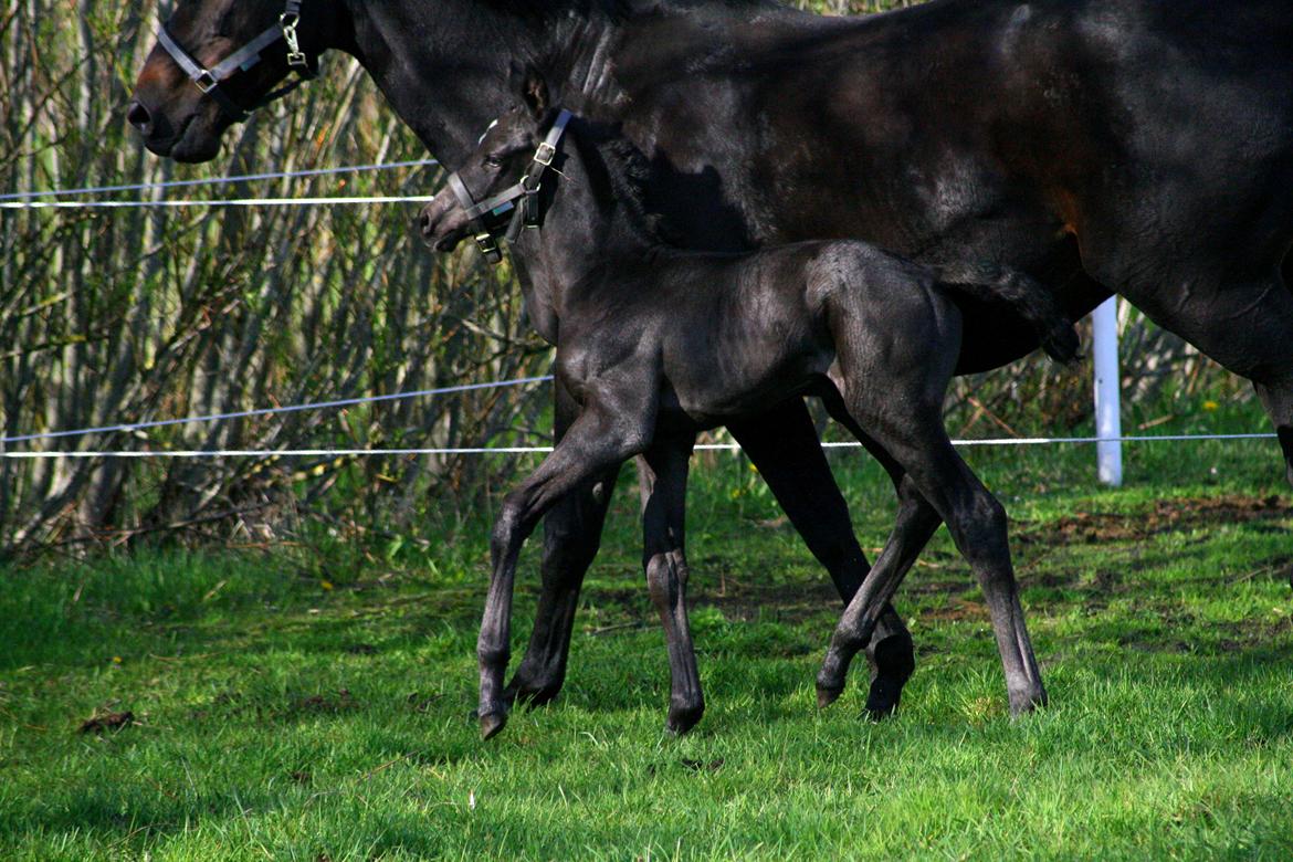 Trakehner Japix Pride K3 billede 8