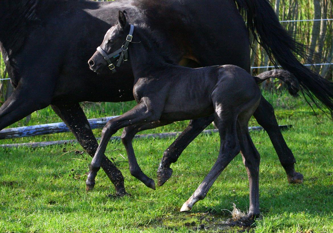 Trakehner Japix Pride K3 billede 9