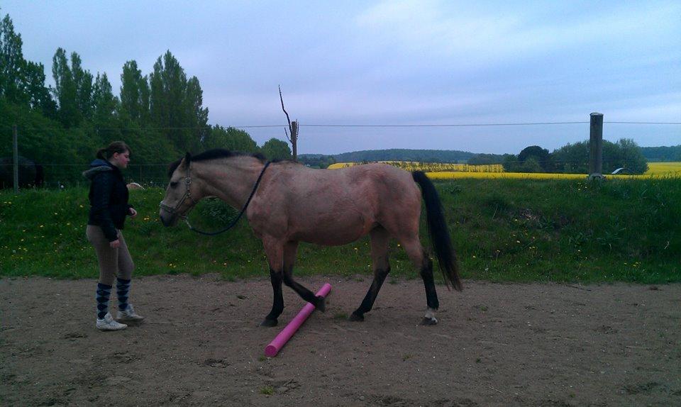 Palomino Skadekærs First Goldline (Grevinden) [Part] R.I.P billede 18