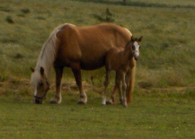 Haflinger Donna - Donna og hendes føl Mille som desværre rende i hegnet :/ billede 1