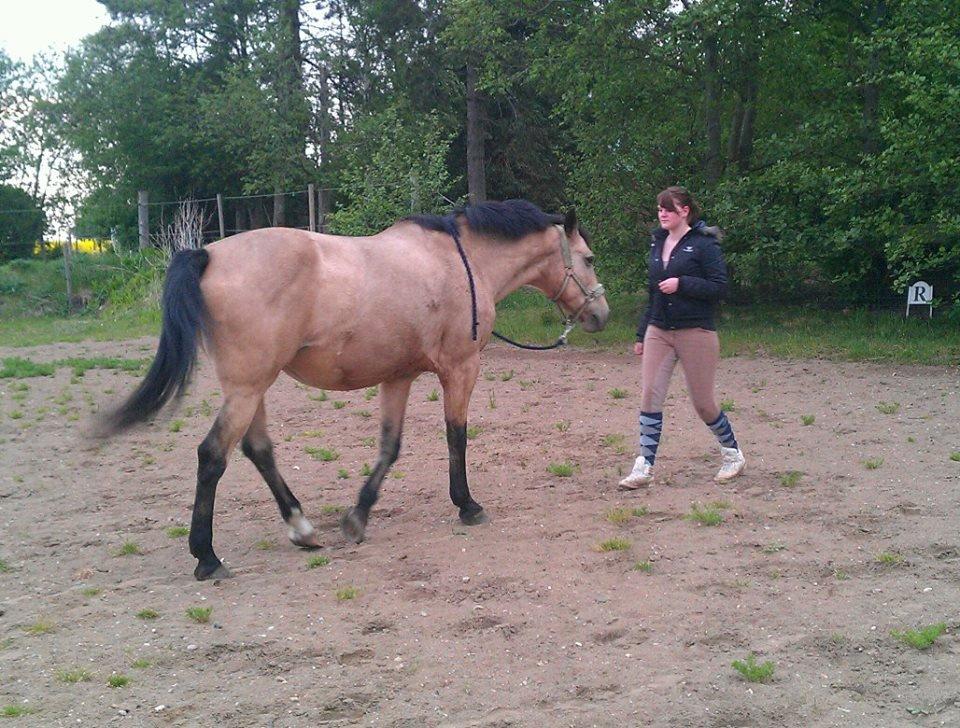 Palomino Skadekærs First Goldline (Grevinden) [Part] R.I.P billede 20