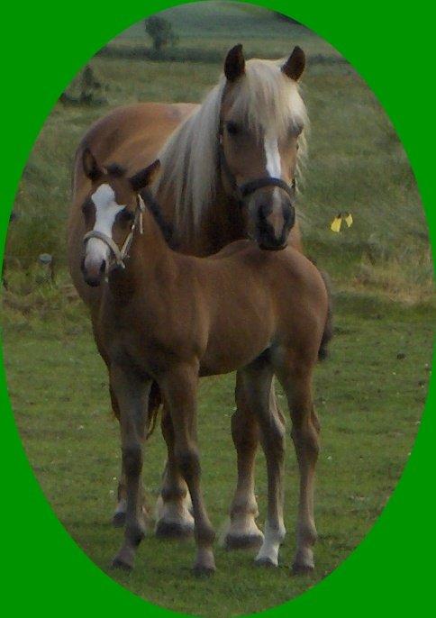 Haflinger Donna - Donna og Mille som desværre ikke er her mere billede 2