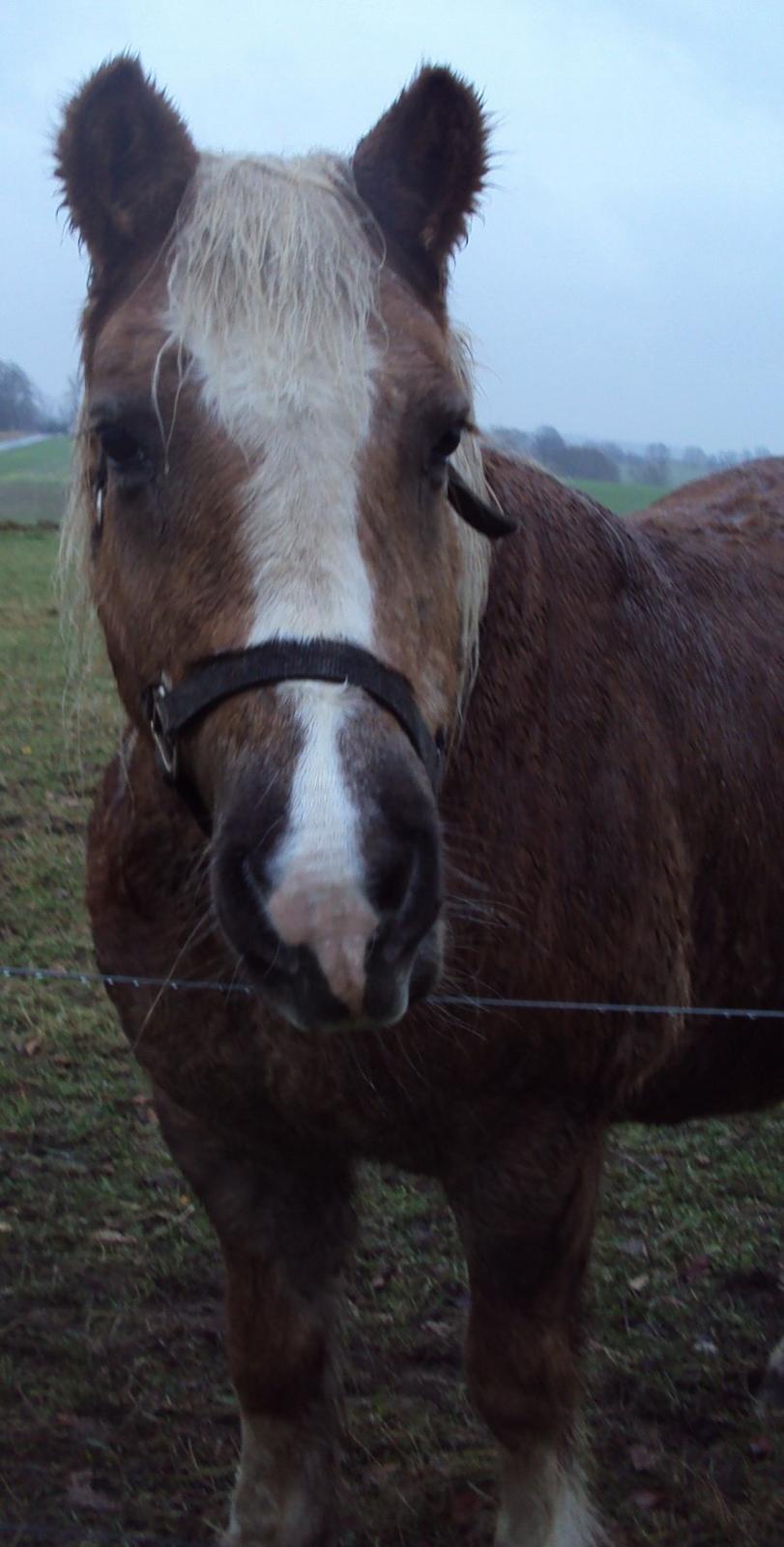 Haflinger Donna - En glad Donna billede 3