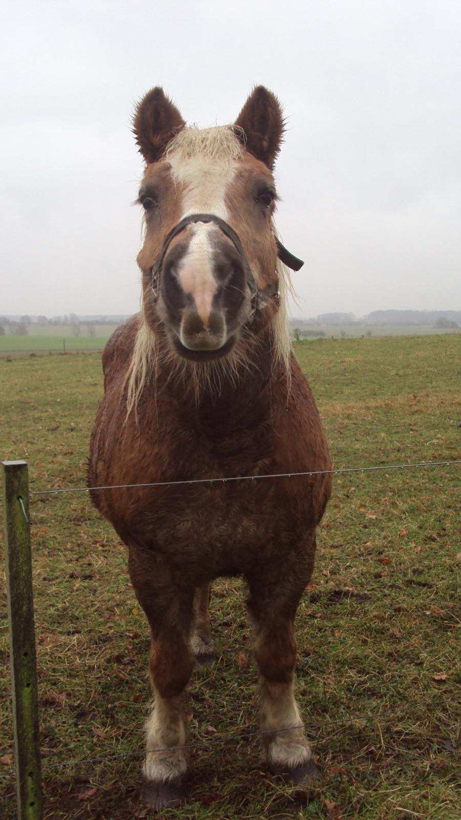 Haflinger Donna - Halløjsa :P billede 4