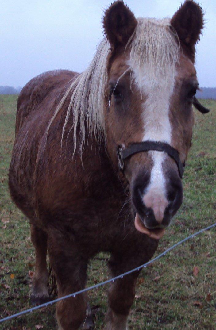 Haflinger Donna - Er min tunge ikke fin :P billede 5
