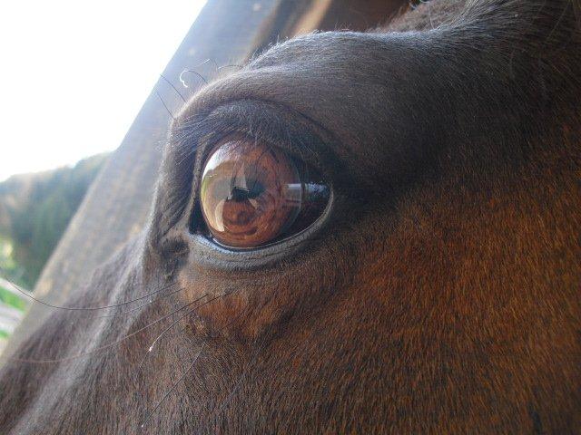 Traver Møffeline billede 3