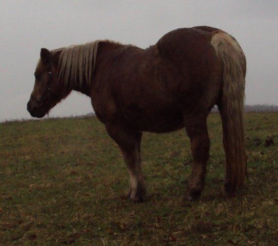Haflinger Donna - En fin skabning i mine øjne billede 6