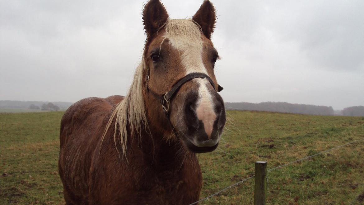 Haflinger Donna - Glad hoppe billede 7