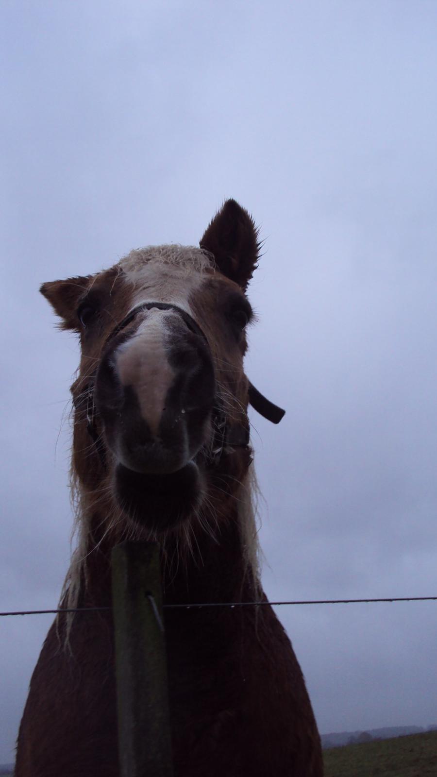 Haflinger Donna - En fjollet tøz billede 8