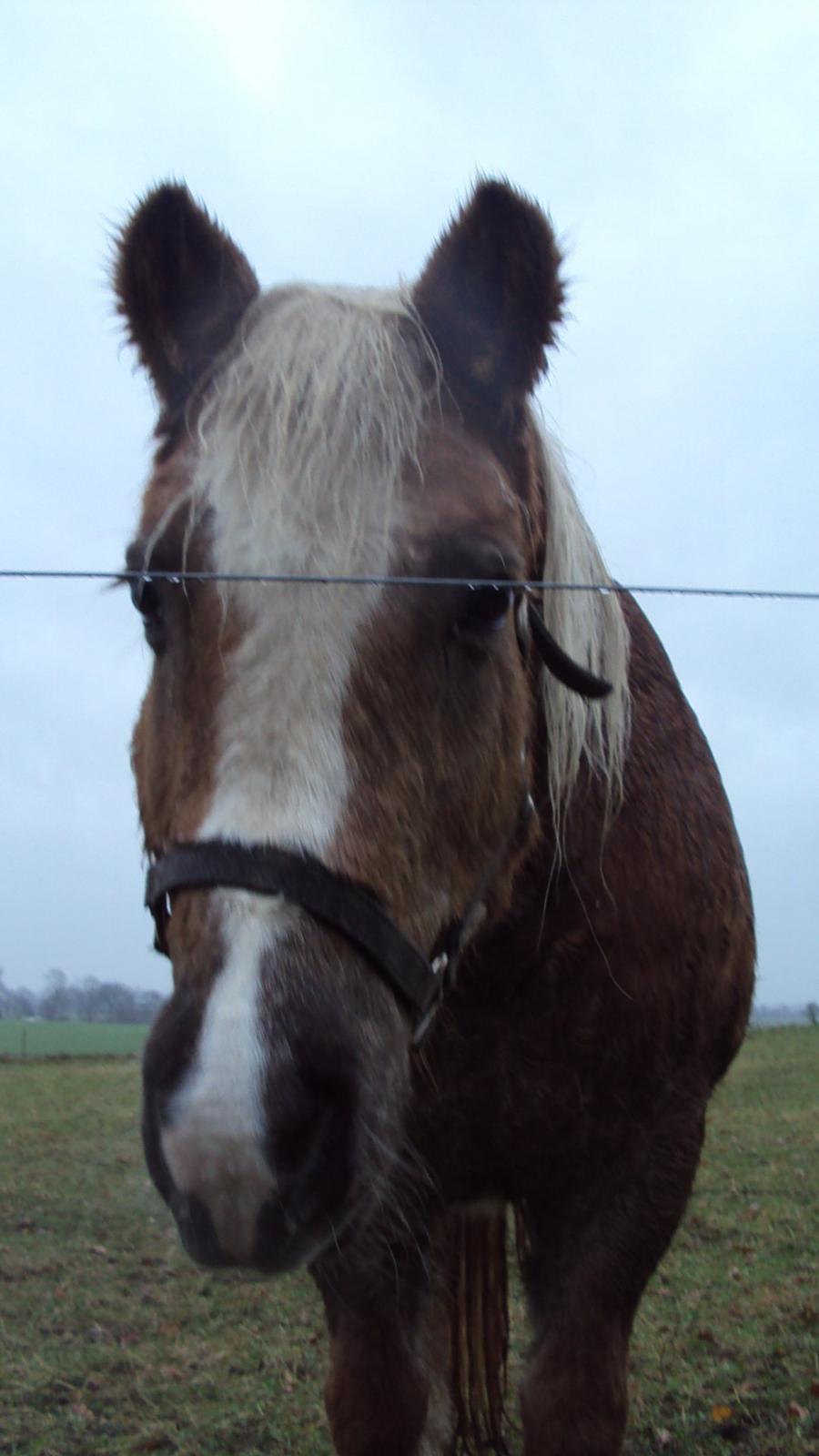 Haflinger Donna - Har i noget mad? :P billede 9
