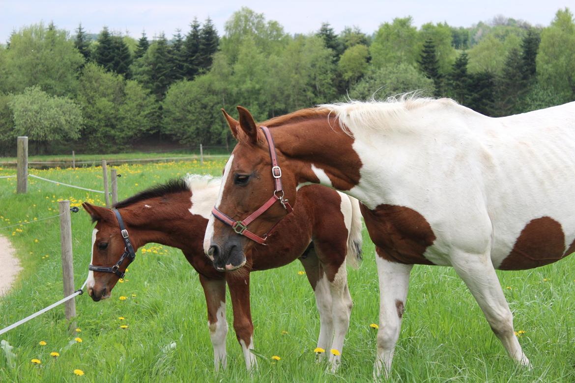 Pinto Kilgast's Bacardi billede 2