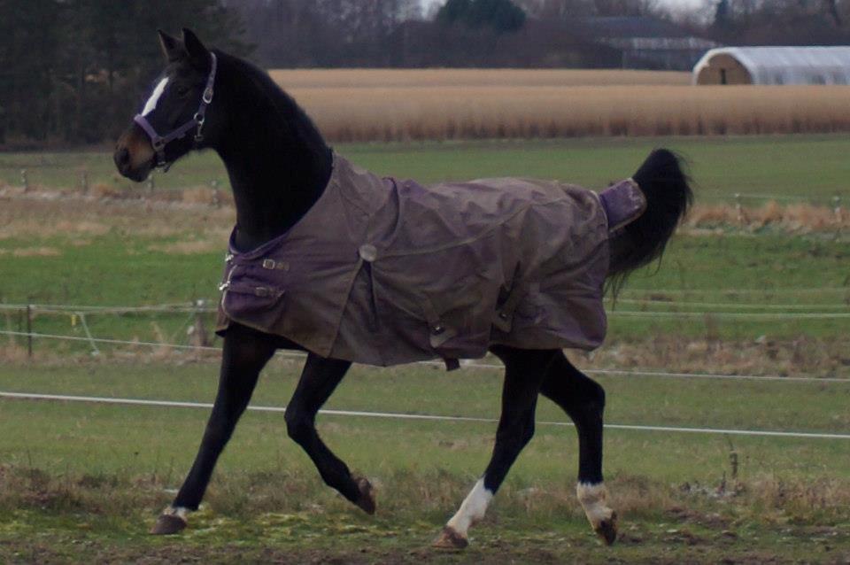 Dansk Varmblod Vestergaards Kamira billede 3