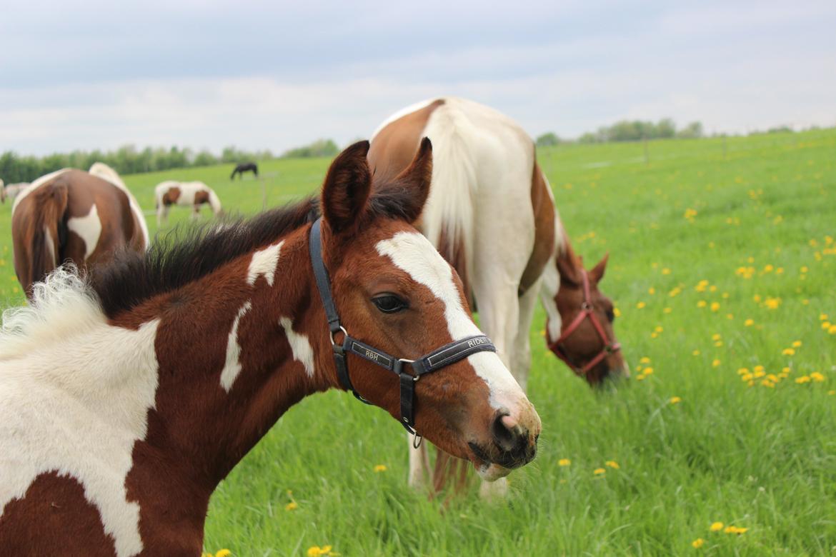 Pinto Kilgast's Bacardi billede 1