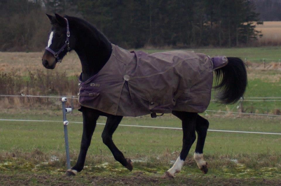 Dansk Varmblod Vestergaards Kamira billede 4