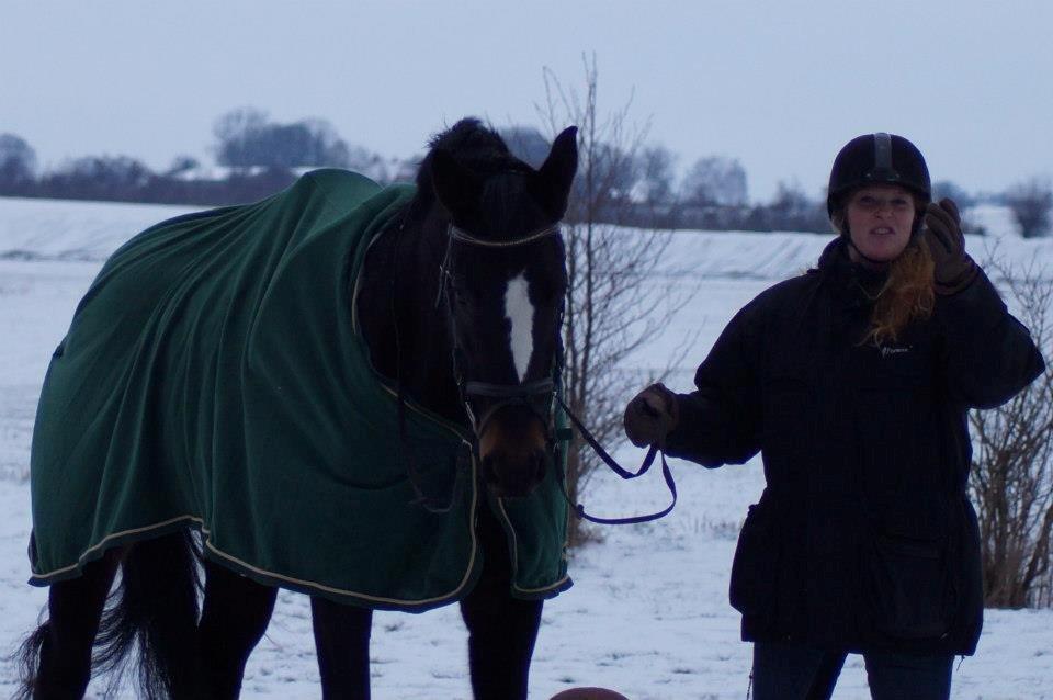 Dansk Varmblod Vestergaards Kamira billede 5