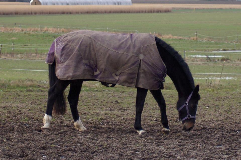 Dansk Varmblod Vestergaards Kamira billede 6