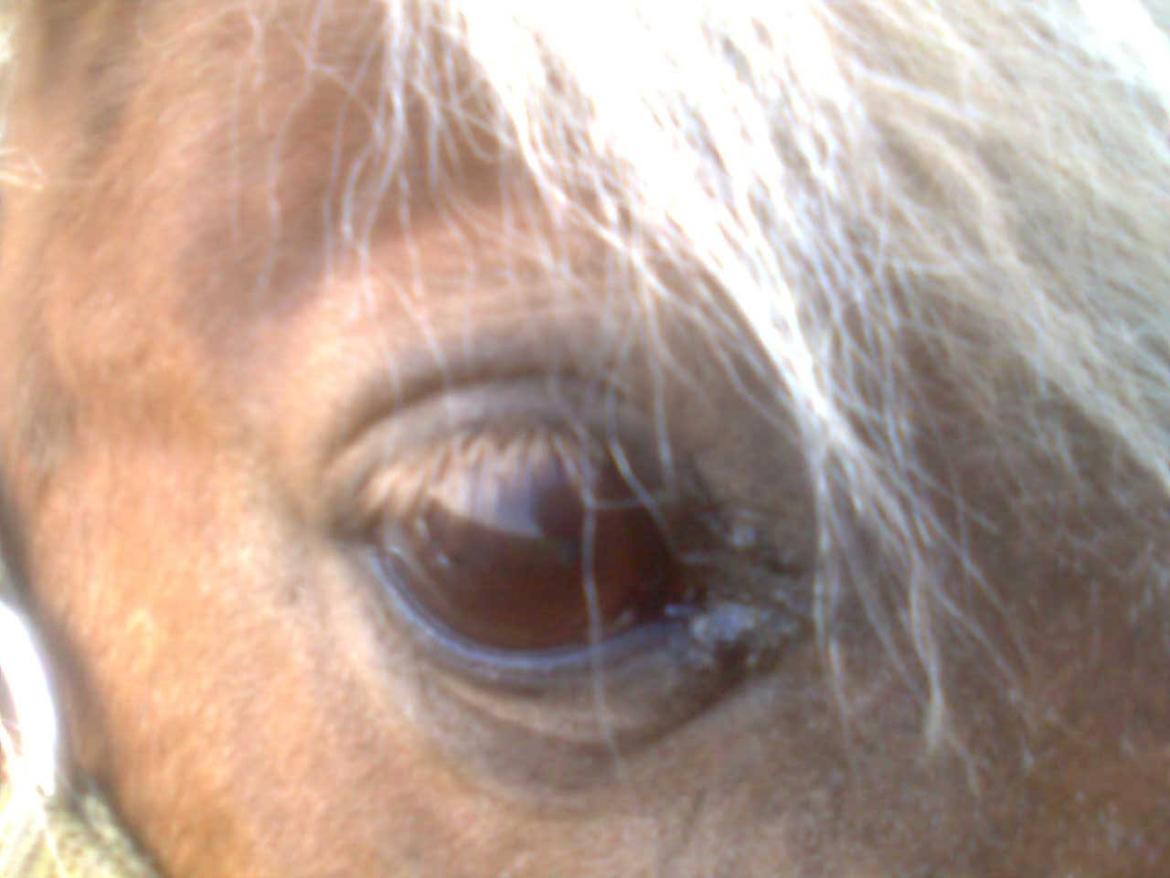 Shetlænder Bjarke - Jeg holder øje med dig billede 2