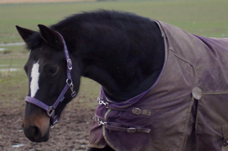 Dansk Varmblod Vestergaards Kamira billede 7