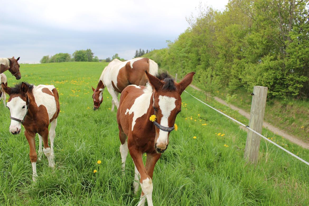 Pinto Kilgast's Bacardi billede 3