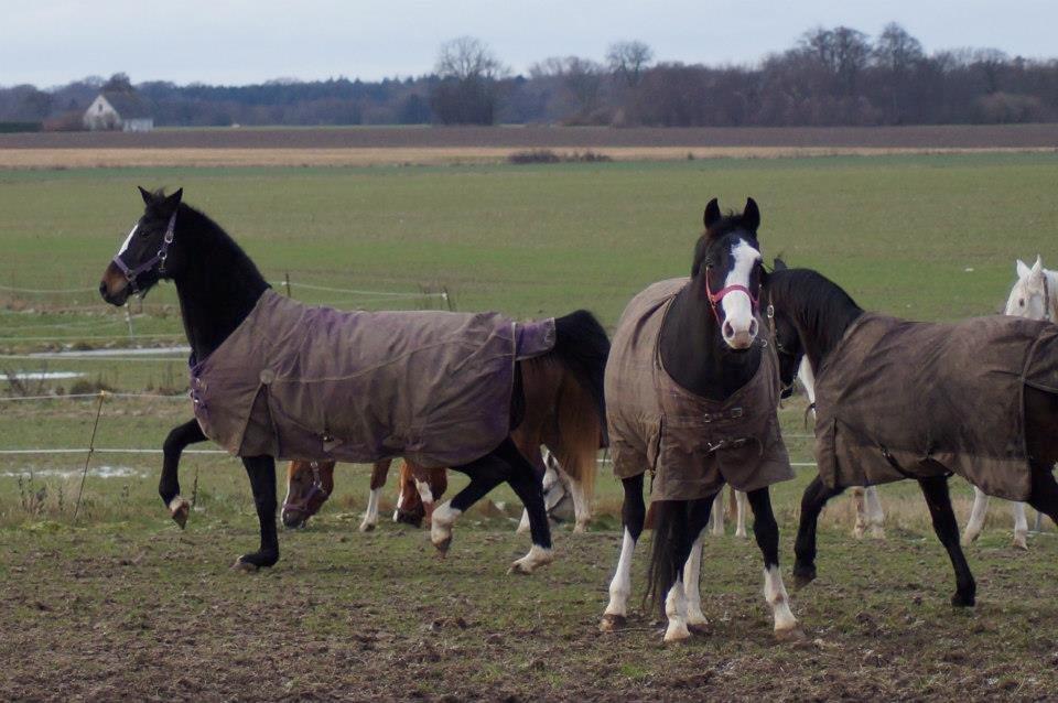 Dansk Varmblod Vestergaards Kamira billede 8