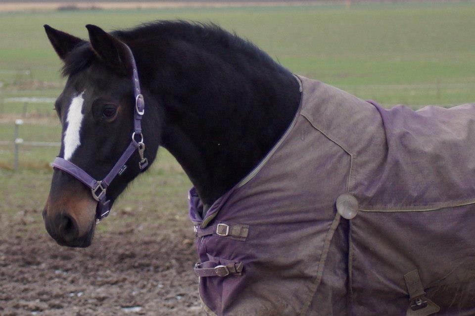 Dansk Varmblod Vestergaards Kamira billede 9