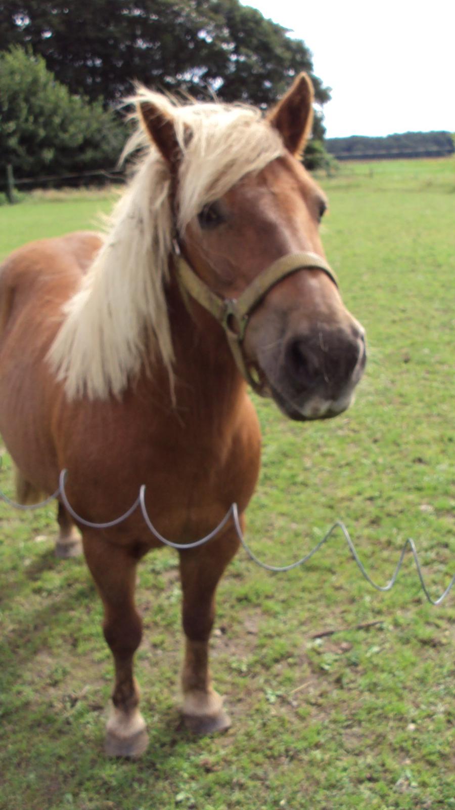 Shetlænder Bjarke - Glaaad billede 3