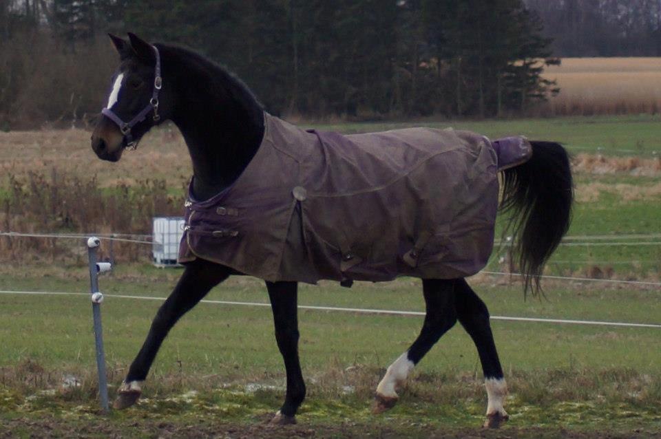 Dansk Varmblod Vestergaards Kamira billede 10