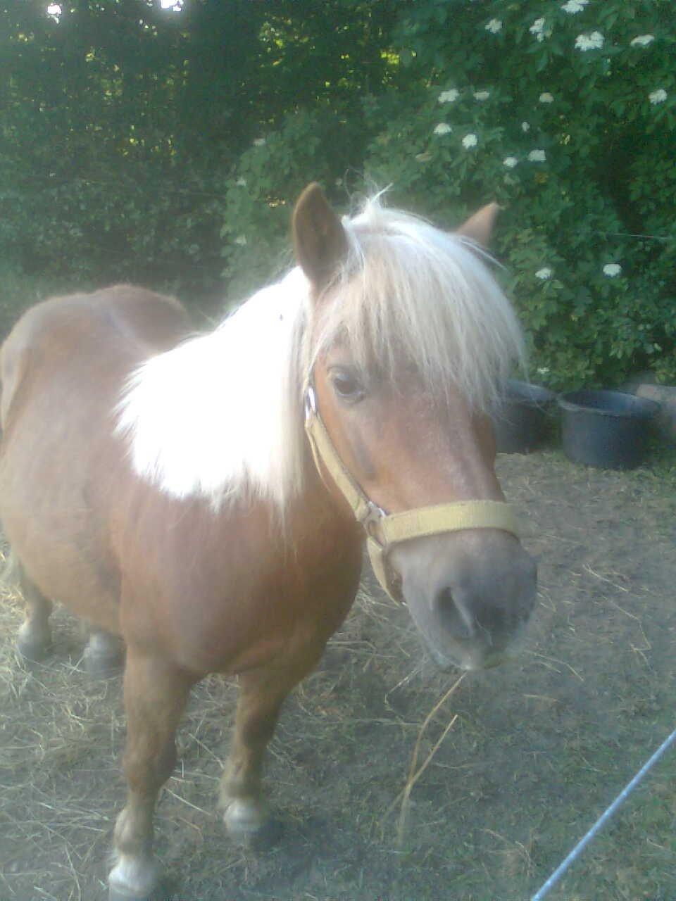 Shetlænder Bjarke - Slapper af og vil nusses billede 4