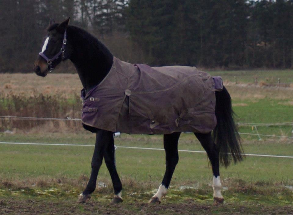 Dansk Varmblod Vestergaards Kamira billede 11