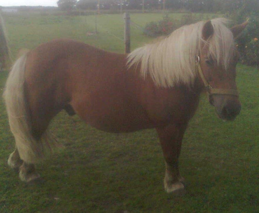 Shetlænder Bjarke - Lidt underlig måde at stå på måske :D billede 1