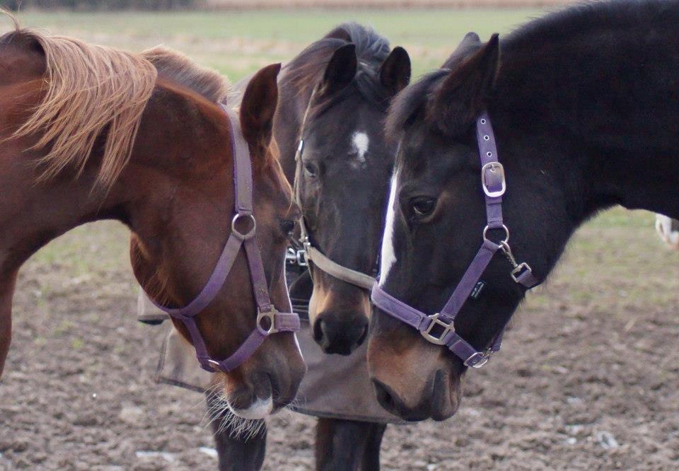Dansk Varmblod Vestergaards Kamira billede 12