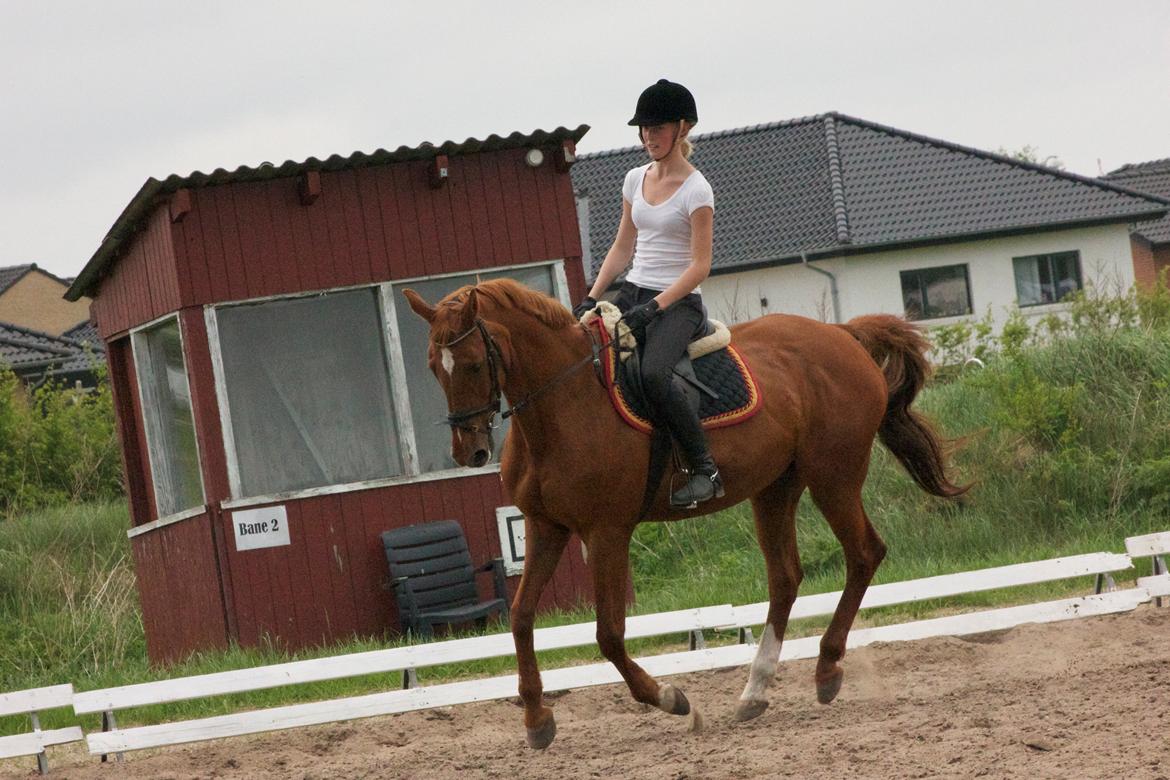 Dansk Varmblod Madame Bally - Dressur træning :)  billede 10